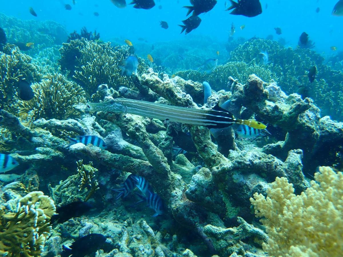 The High Dive Gili Gede By Ultimate Resorts Eksteriør bilde