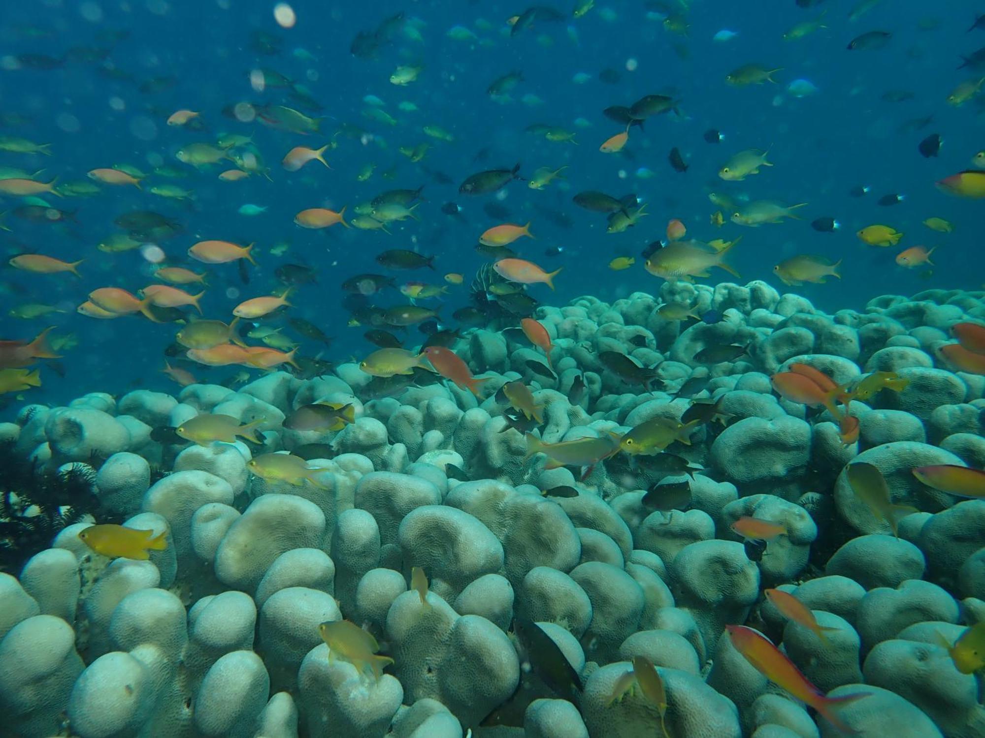 The High Dive Gili Gede By Ultimate Resorts Eksteriør bilde
